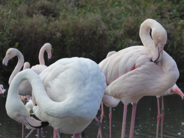 Greater flamingos at WWT Slimbridge